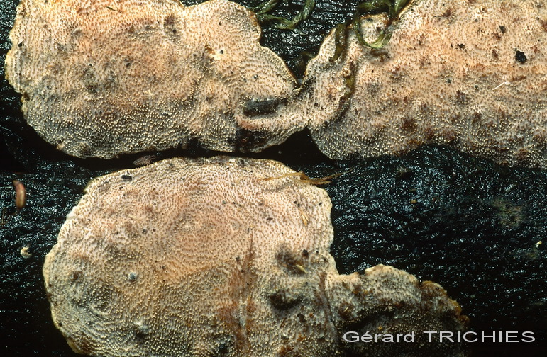 Seppur congelato lo presento (Trametes ochracea)